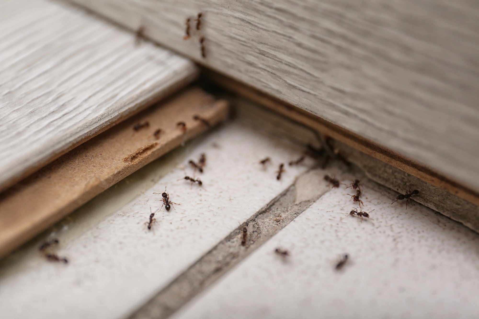 Ant Nest Removal Ant Nest Removal