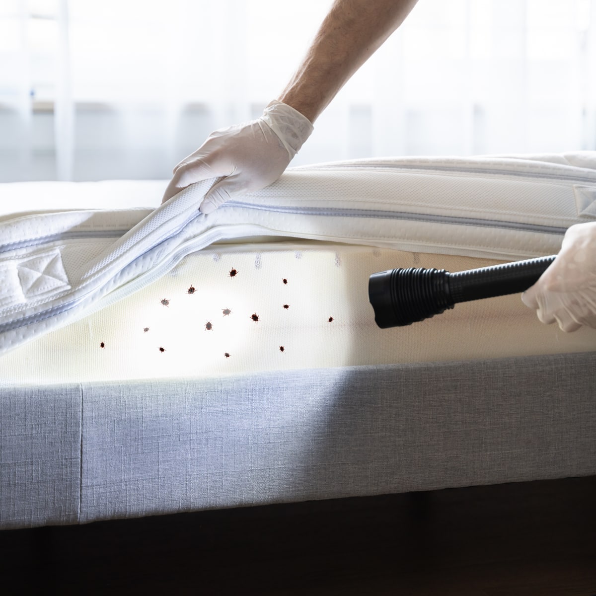 Bed Bug Mattress Cleaning Bed Bug Mattress Cleaning