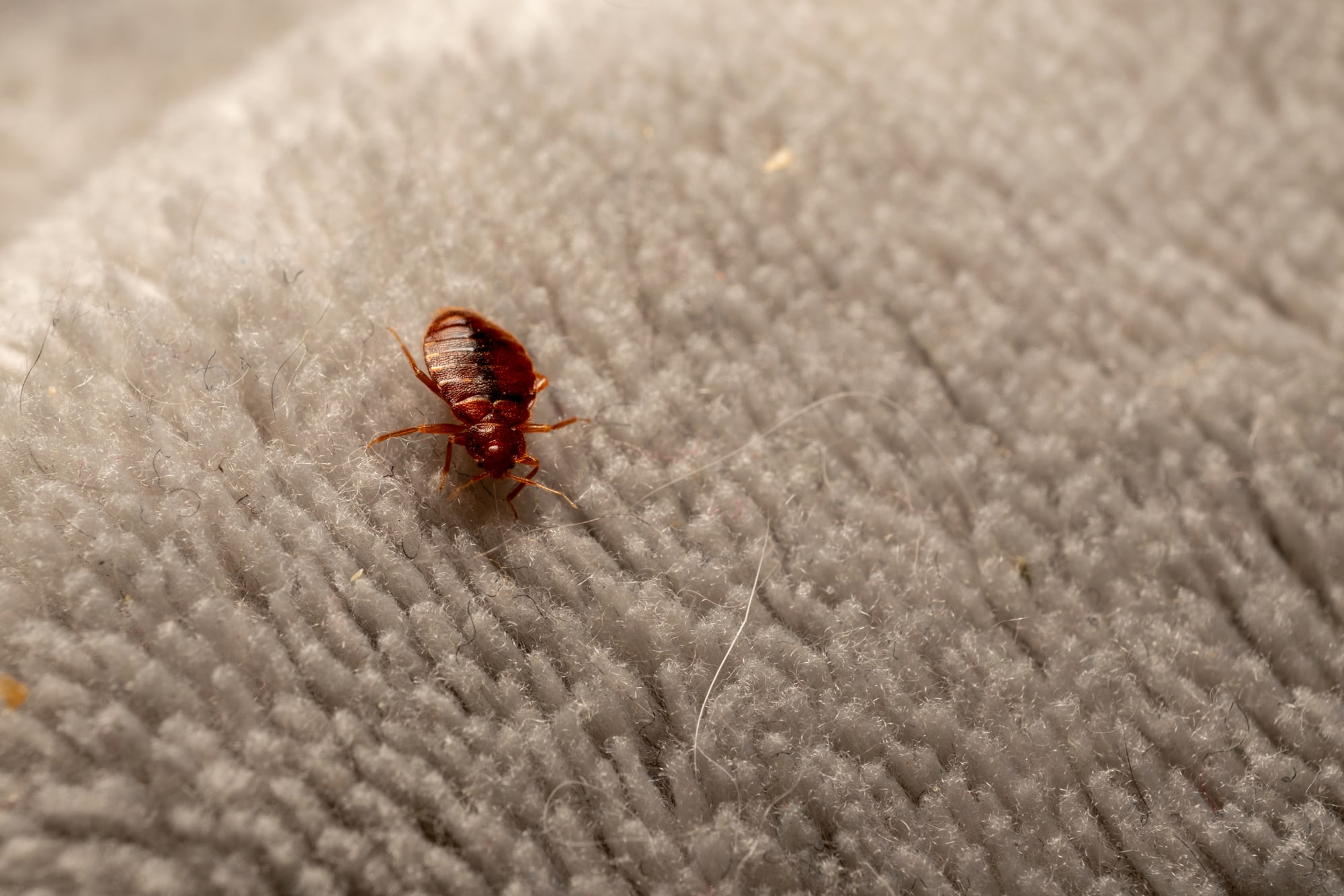 Bed Bug Specialists Bed Bug Specialists
