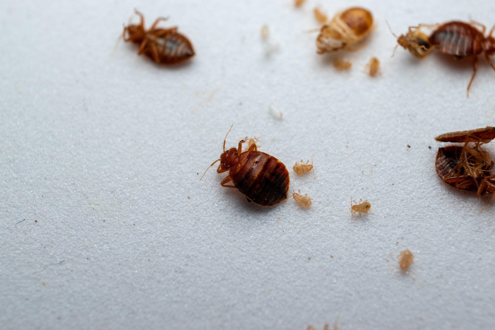 Bedbug Extermination