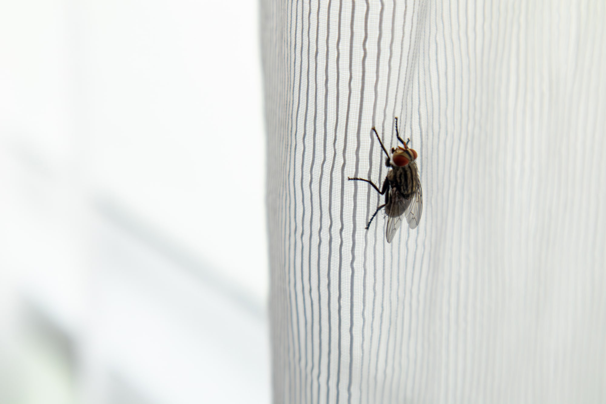Fly Removal Fly Removal
