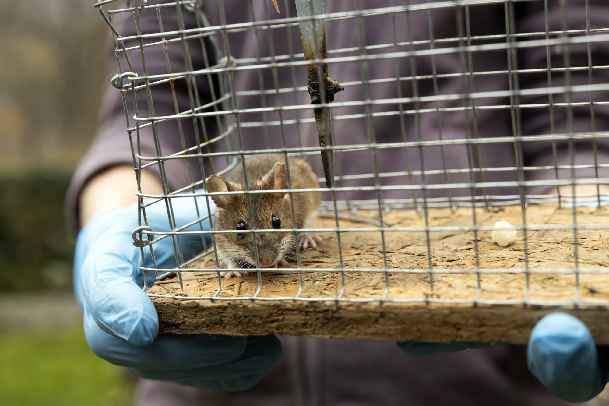 Mouse Catching Services