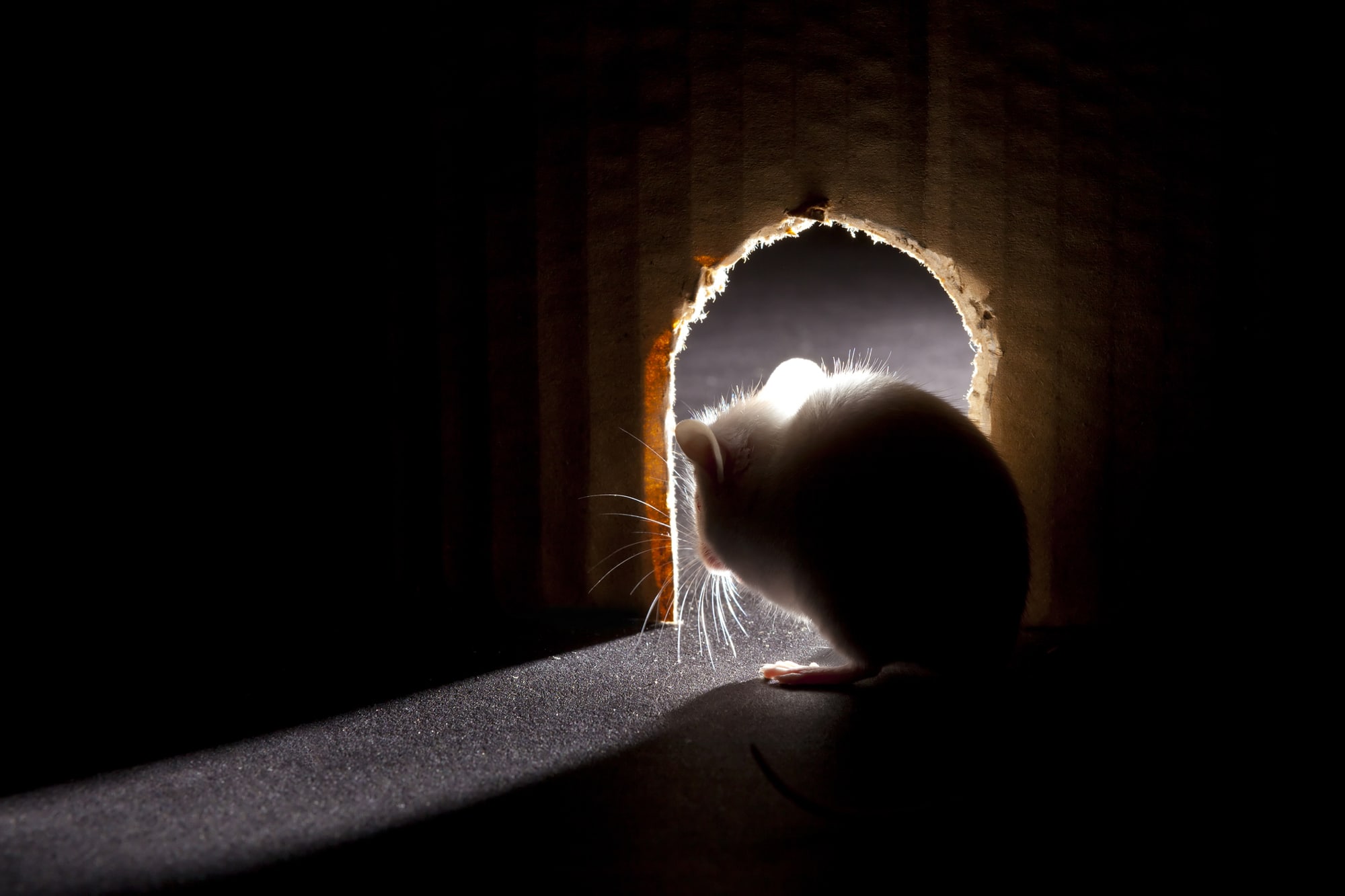 Mouse Pest Control Mouse Pest Control