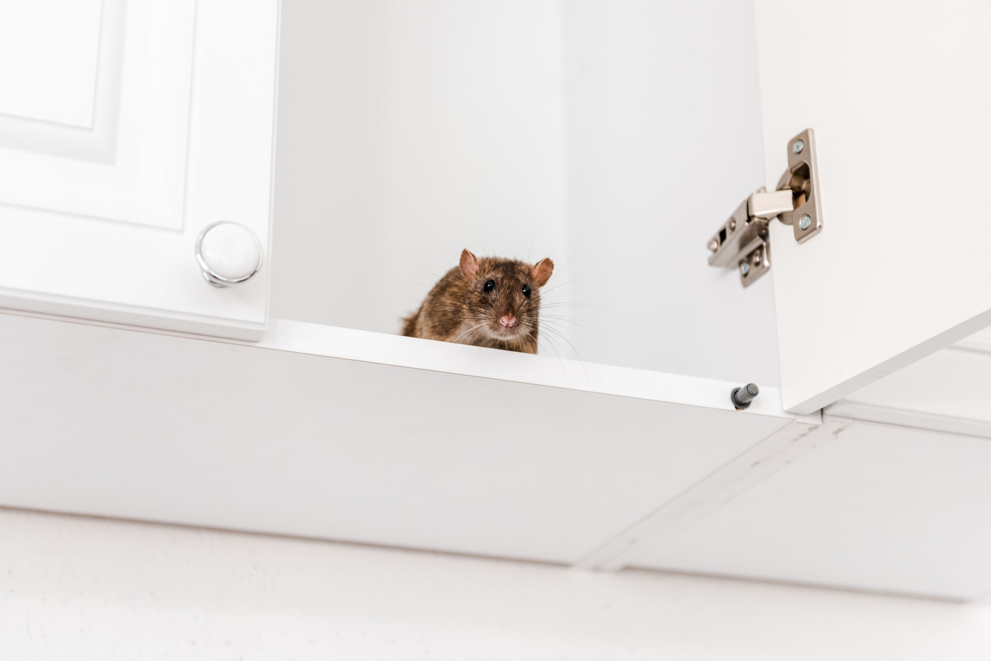 Pest Control Esher Pest Control Esher