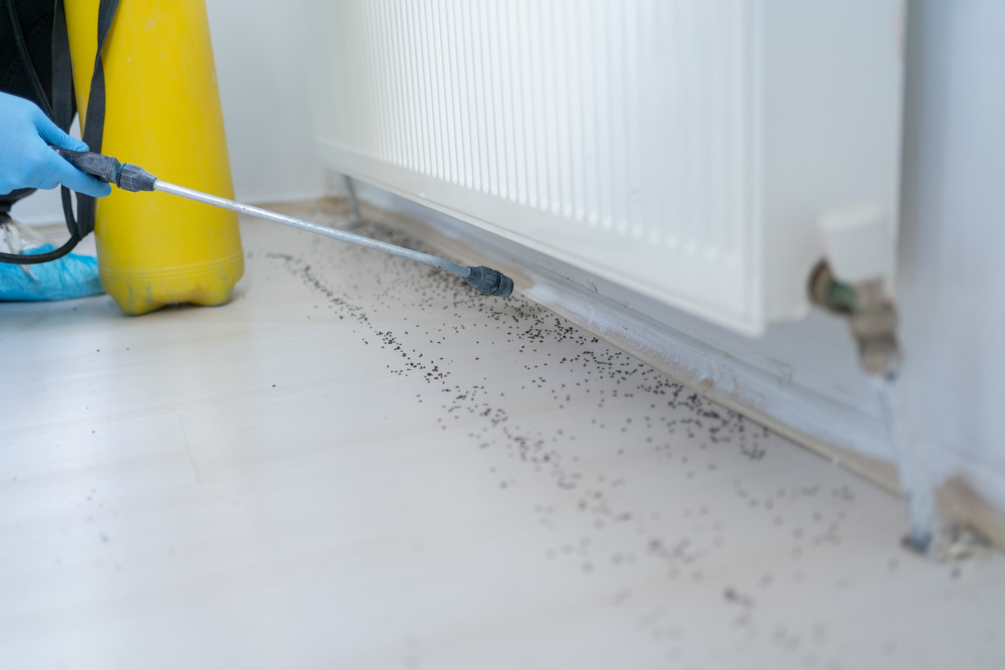 Pest Control Esher Pest Control Esher