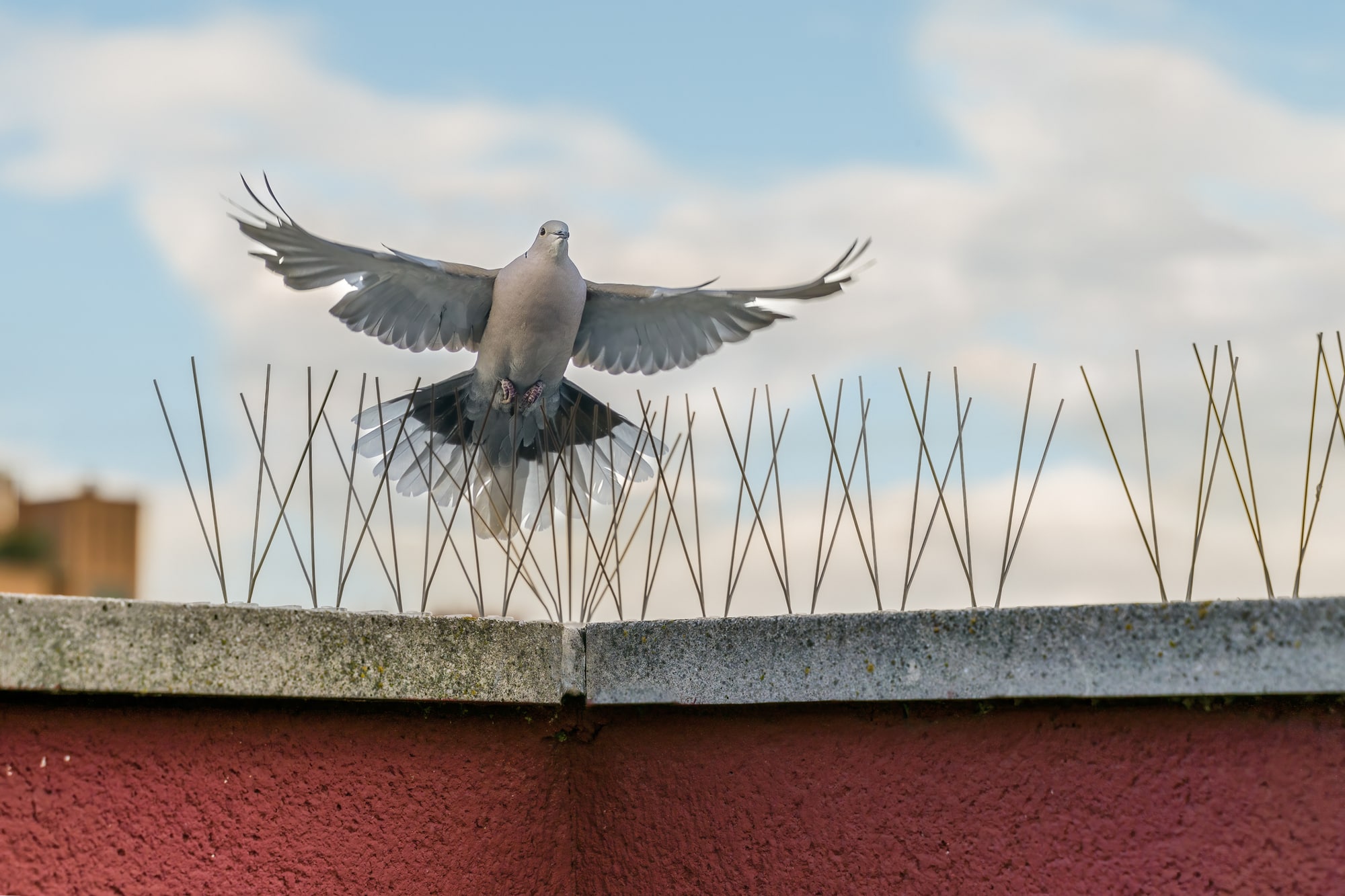 Pigeon Pest Control Pigeon Pest Control