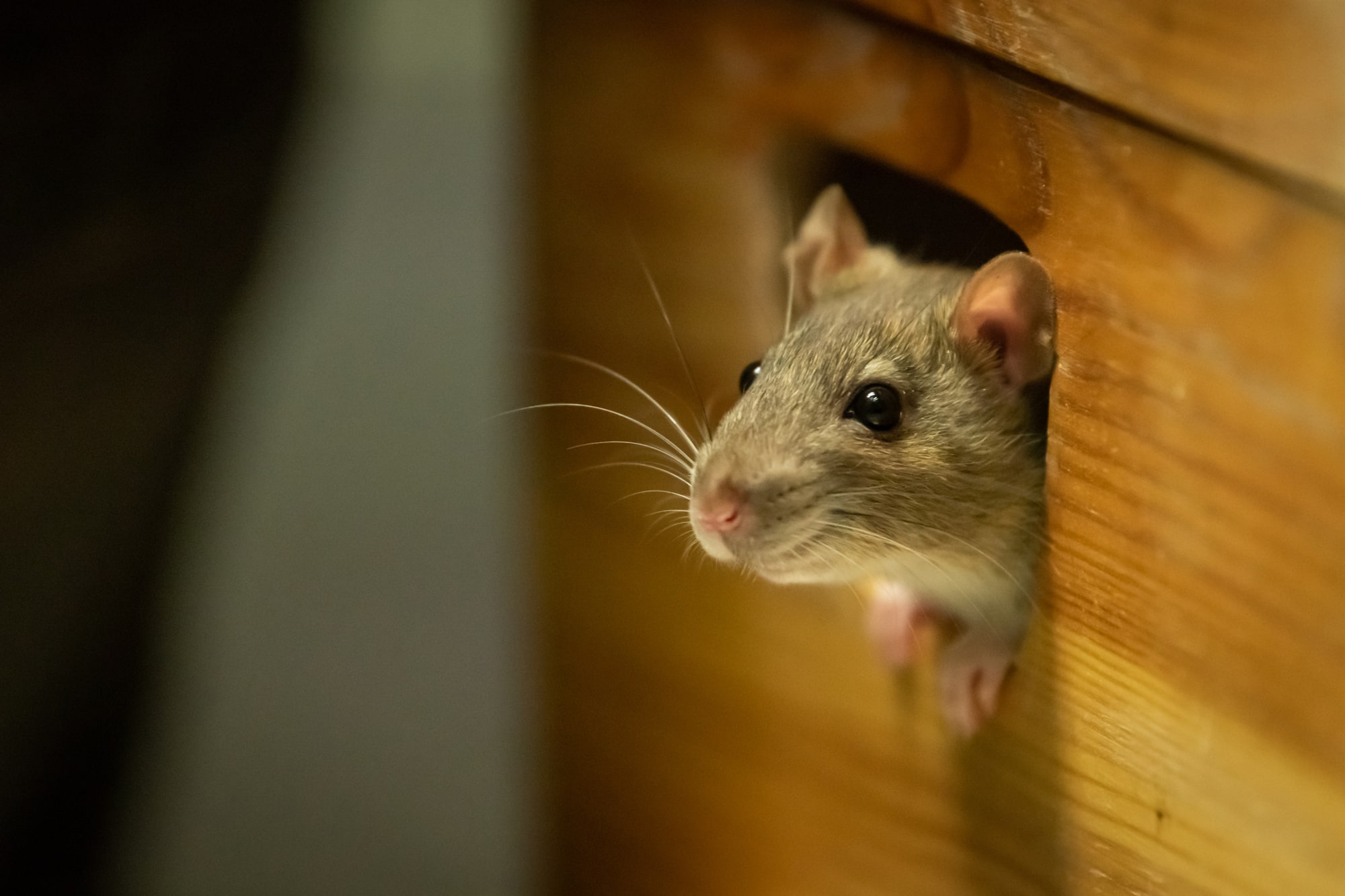 Rat Control Company