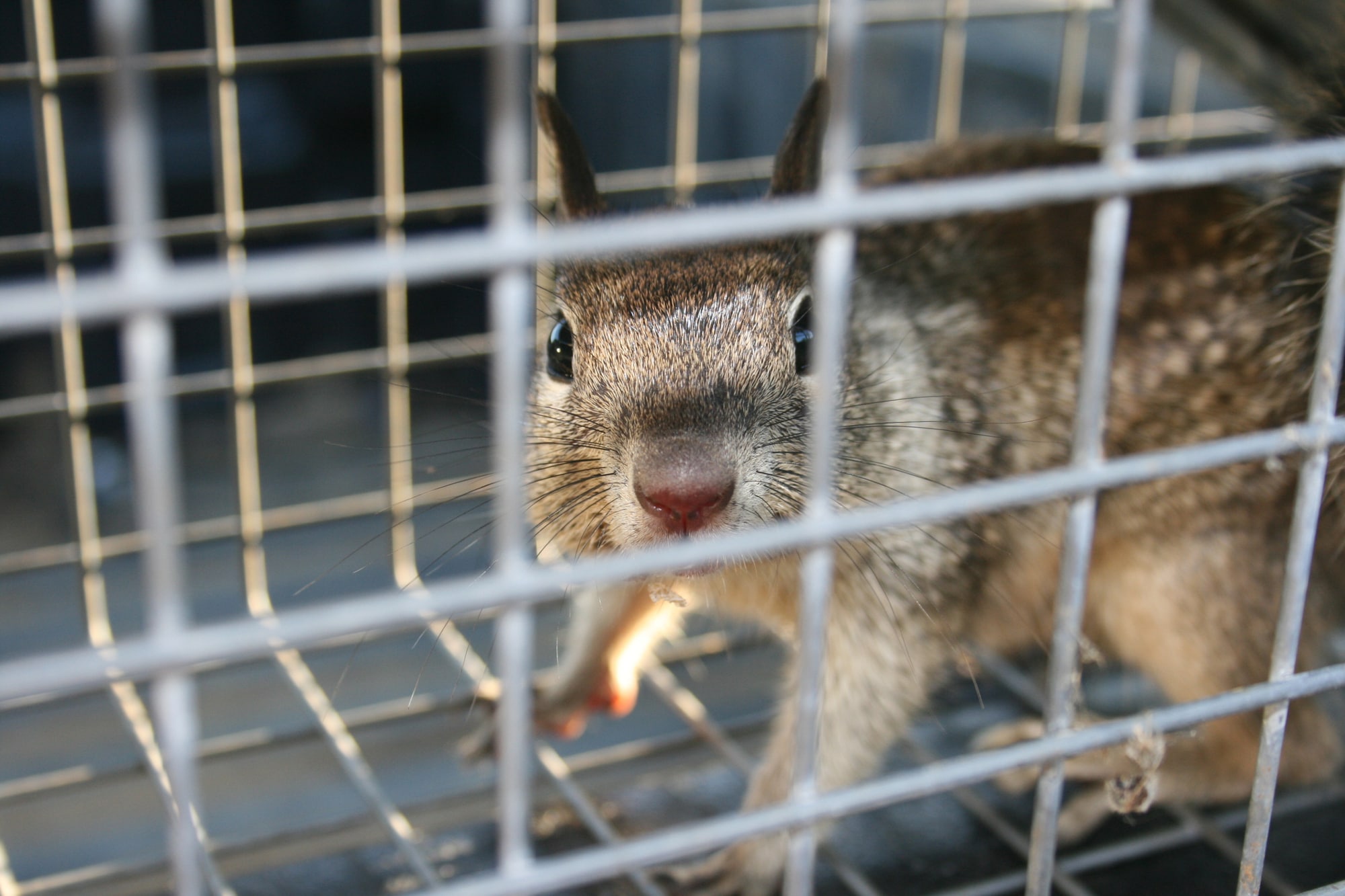 Squirrel Catcher Squirrel Catcher