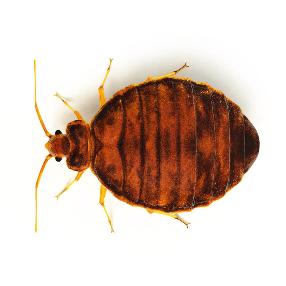 The Pest Specialists Bed Bugs