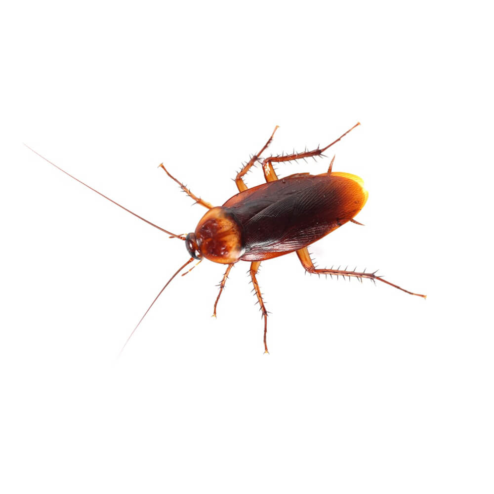 The Pest Specialists Cockroaches