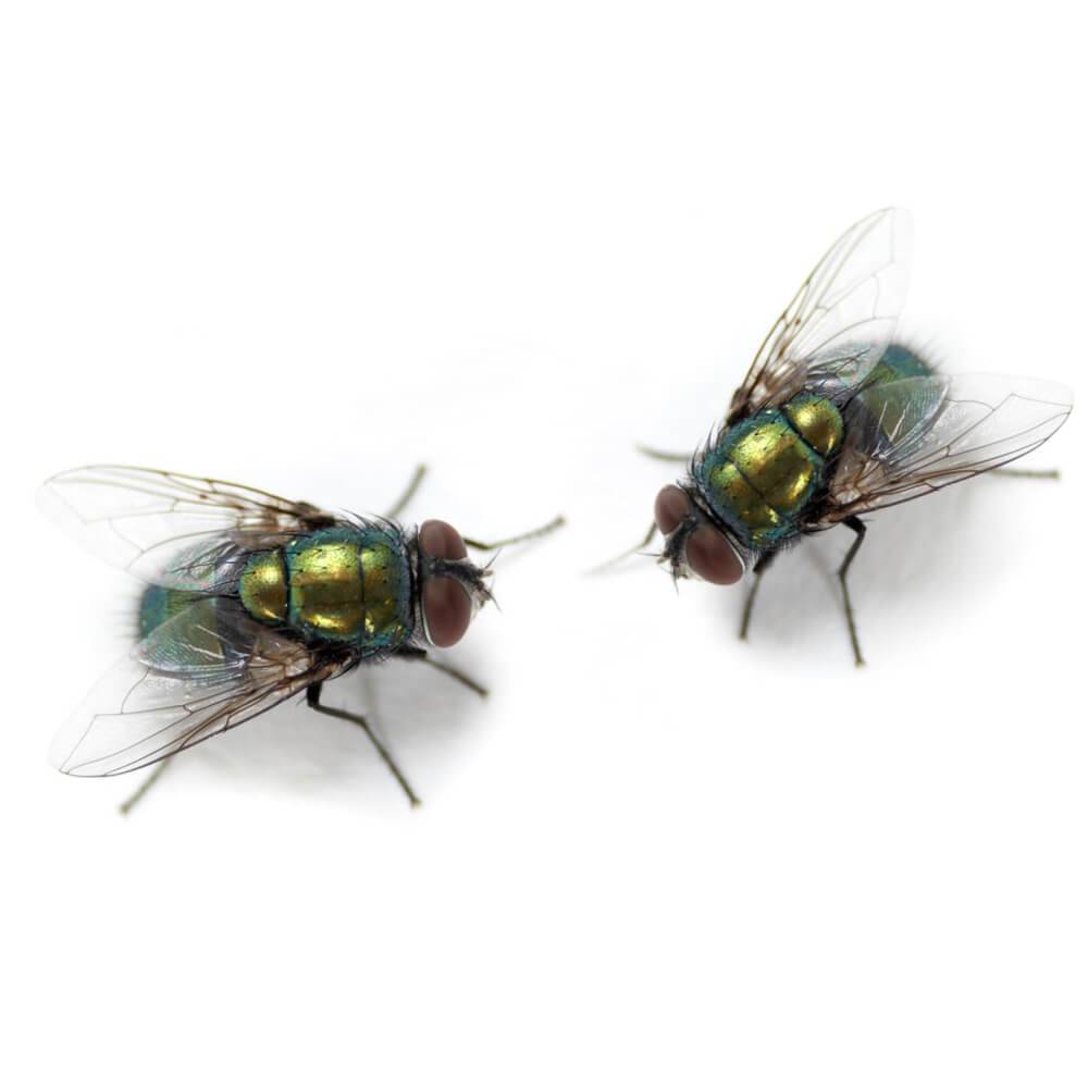 The Pest Specialists Flies