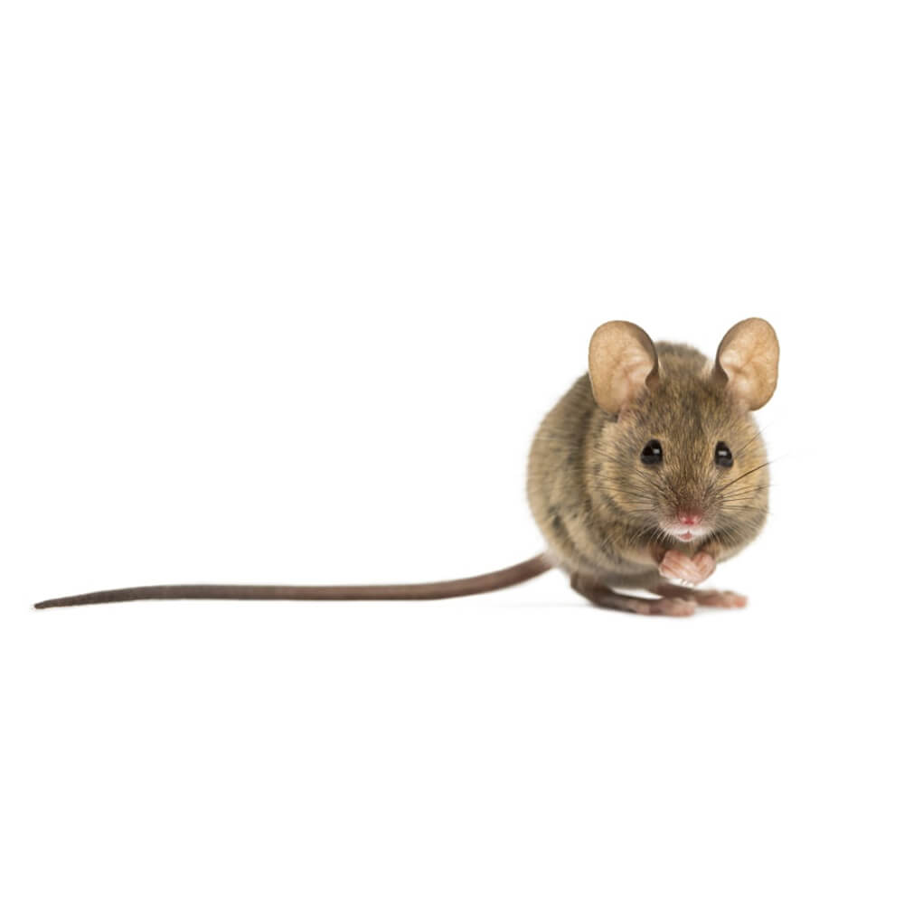 The Pest Specialists Mice