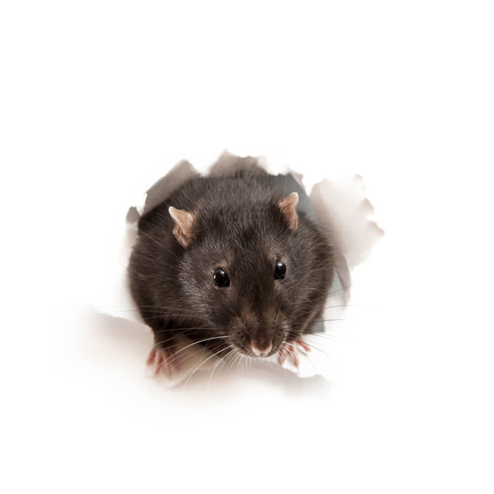 The Pest Specialists Rats