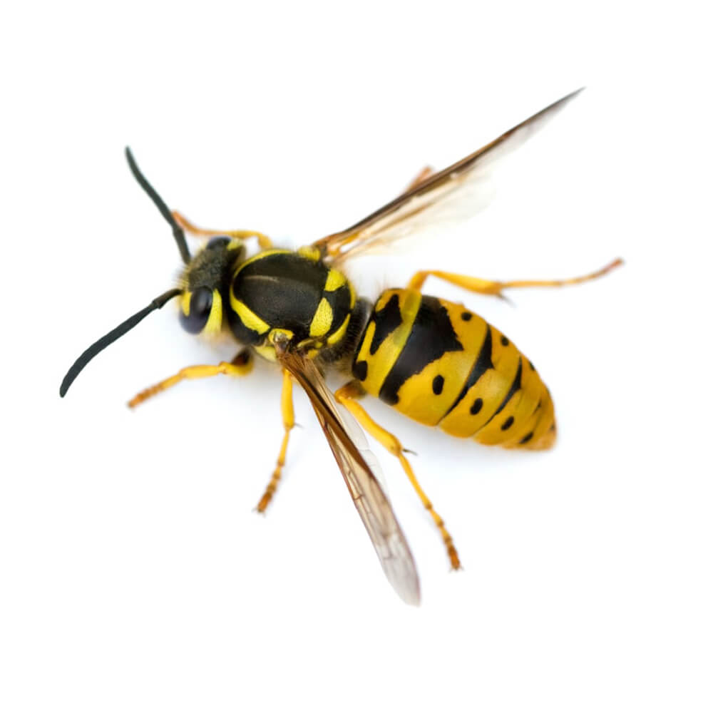 The Pest Specialists Wasps