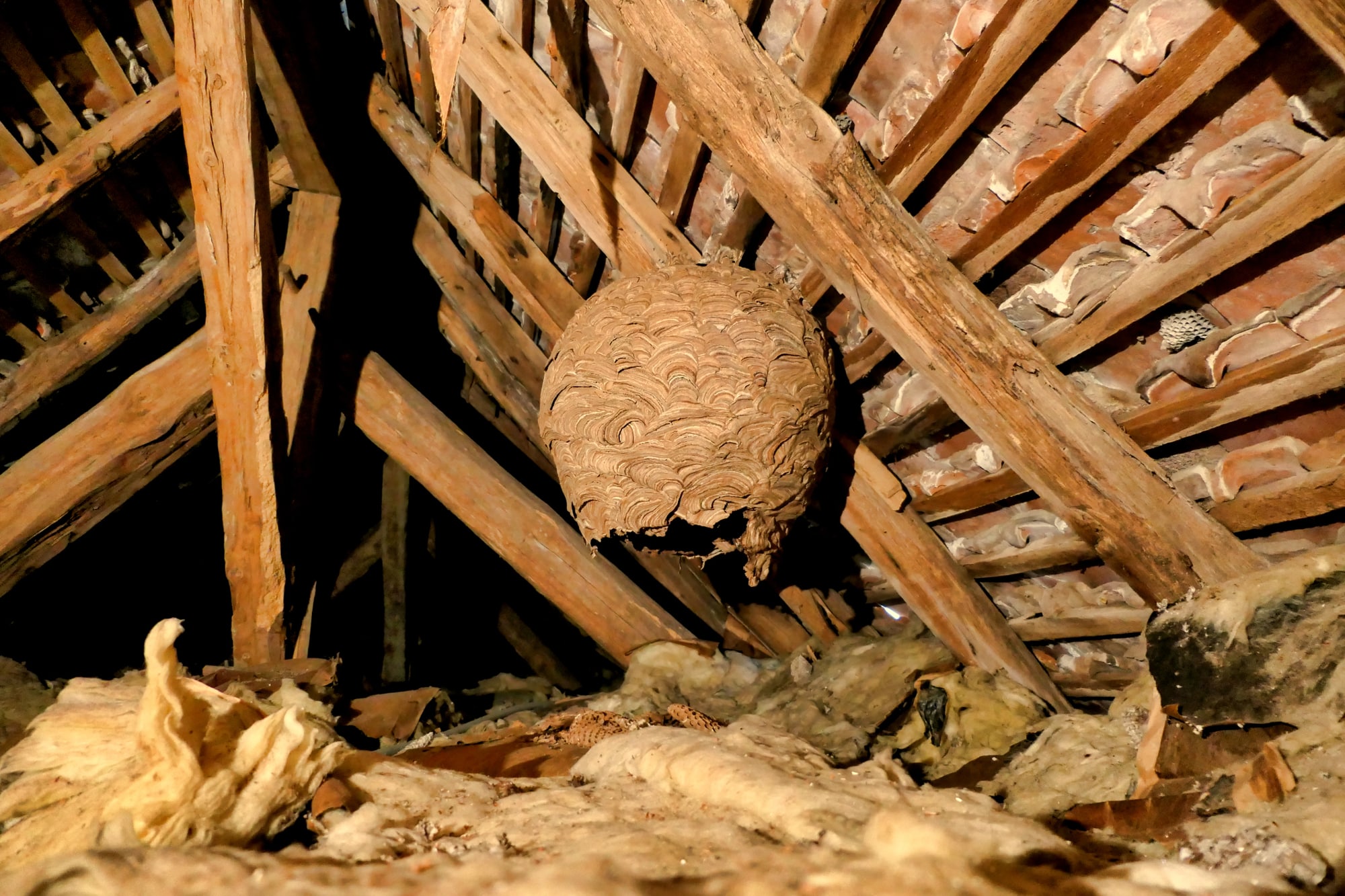 Wasp Nest In Loft Wasp Nest In Loft