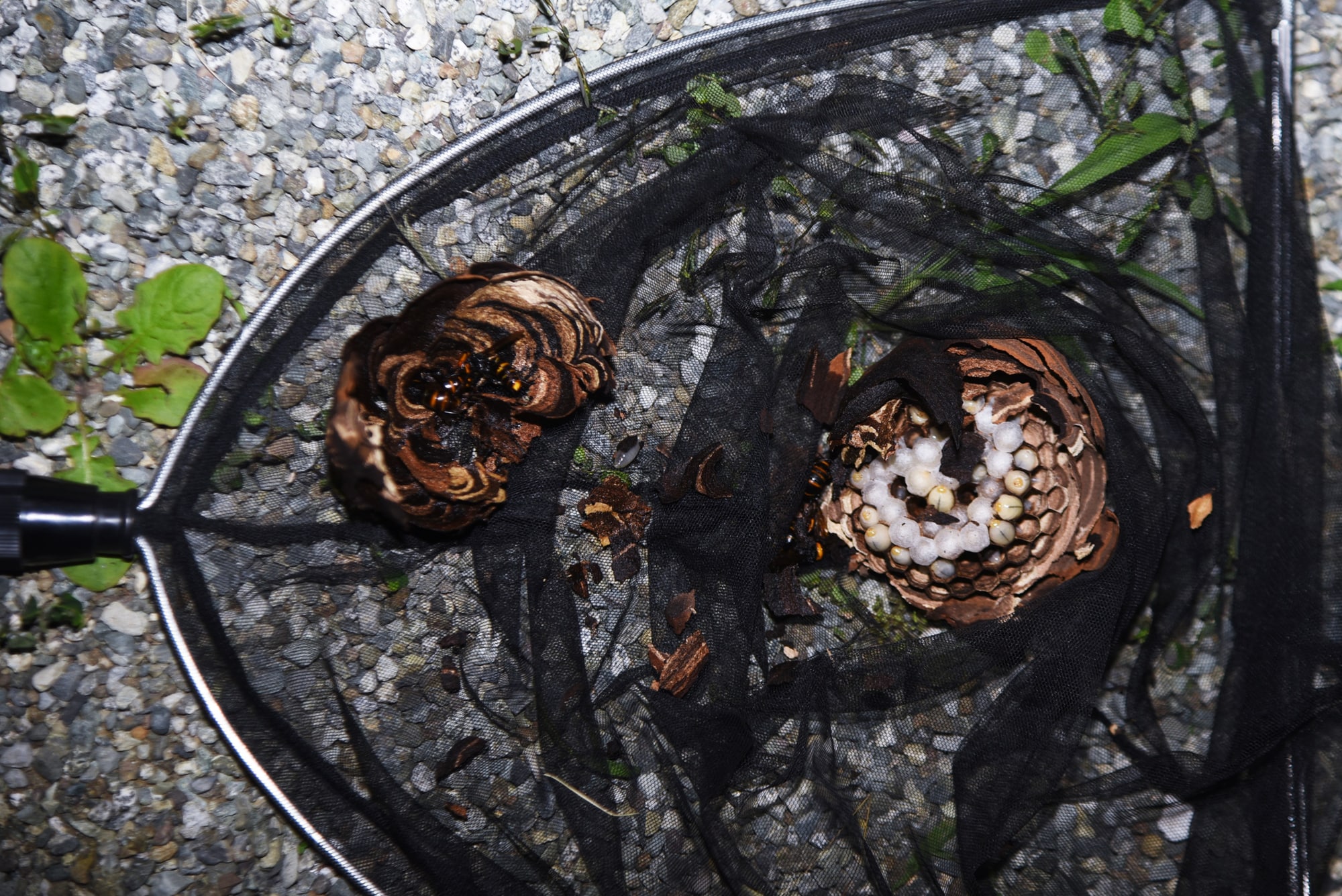 Wasp Nest Removal Near Me Wasp Nest Removal Near Me