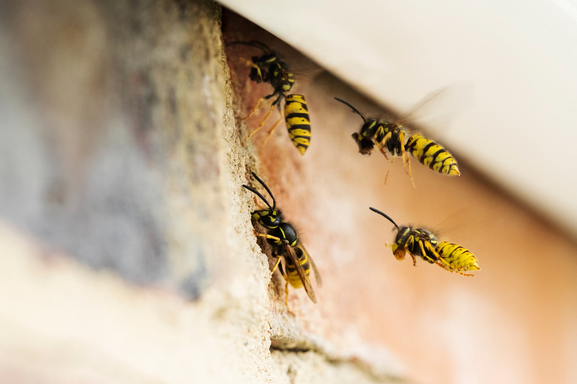 Wasp Nest Removal Wasp Nest Removal